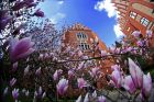 miniatura Collegium Maius