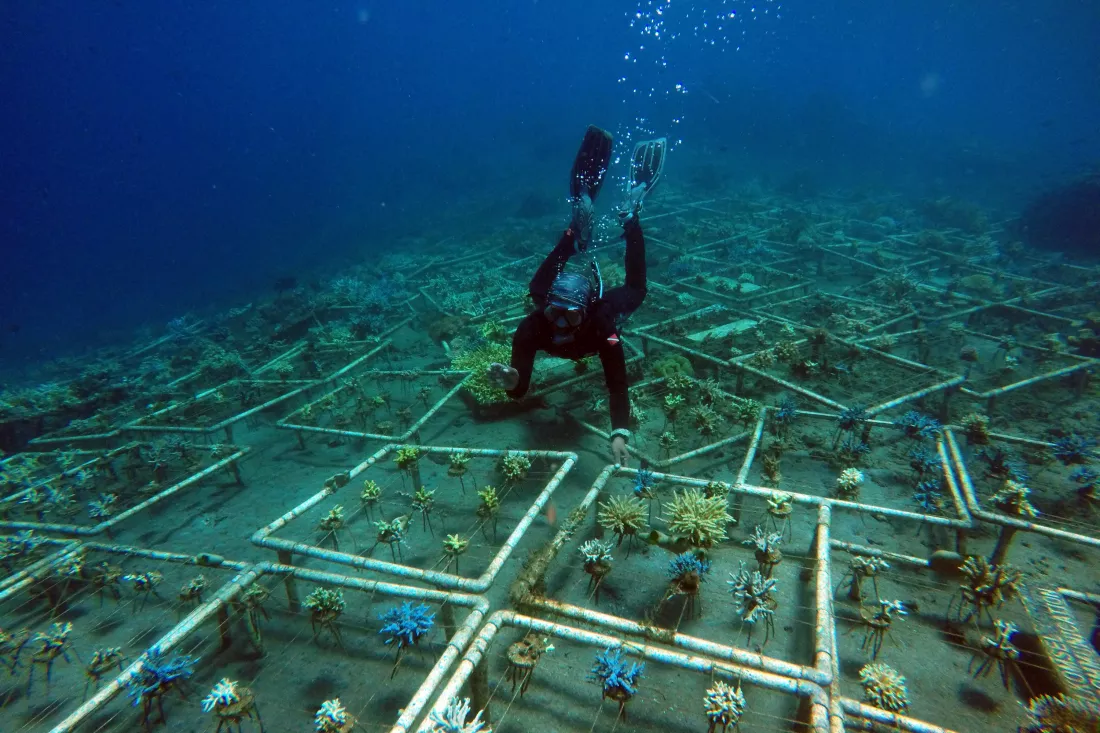 man-swimming-plants-sea