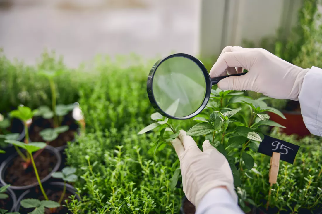 cropped-photo-female-botanist-disposable-latex-gloves-examining-basil-seedlings-with-magnifier