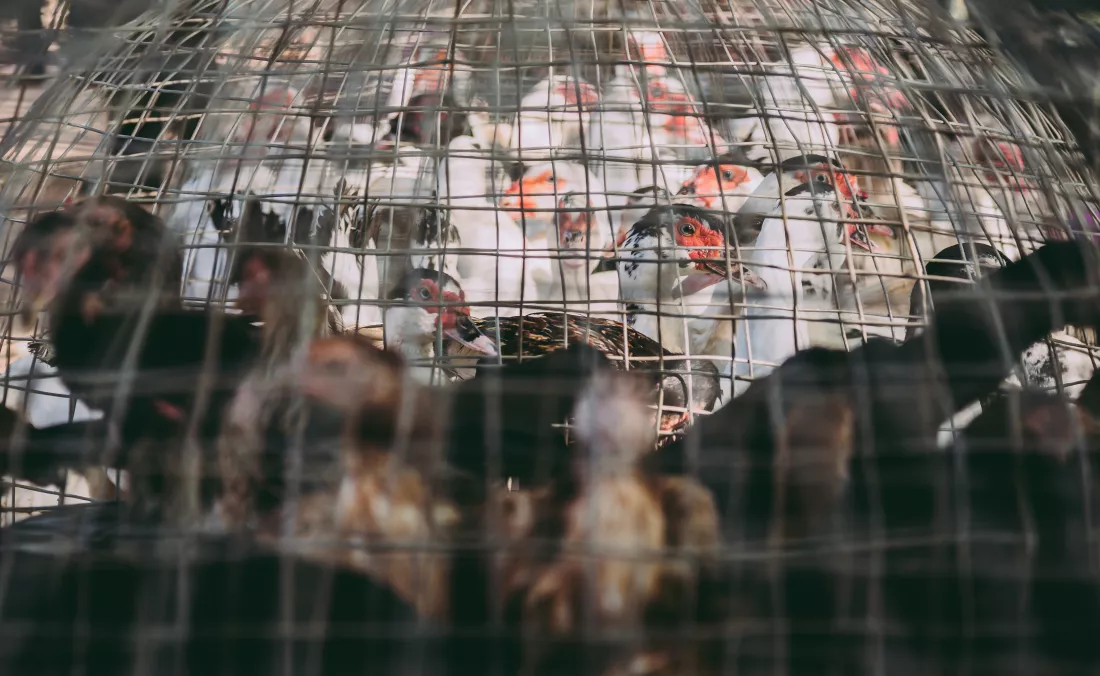 atmosphere-market-selling-ducks-cooking