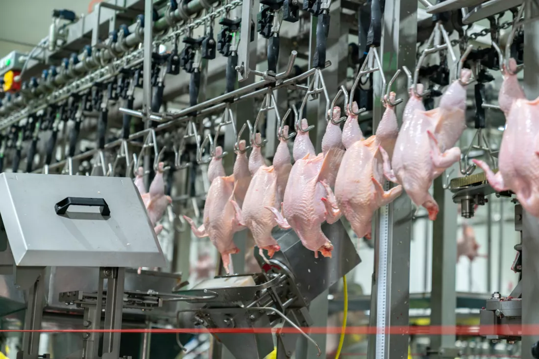 chicken-hang-chain-conveyor-automated-meat-preparation-industry