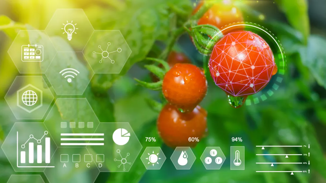 tomatoes-greenhouse-with-infographics-smart-farming-precision-agriculture-40-with-visual-icon-digital-technology-agriculture-smart-farming-concept