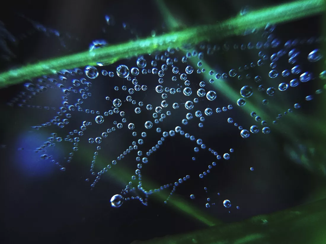 close-up-water-drops-spider-web